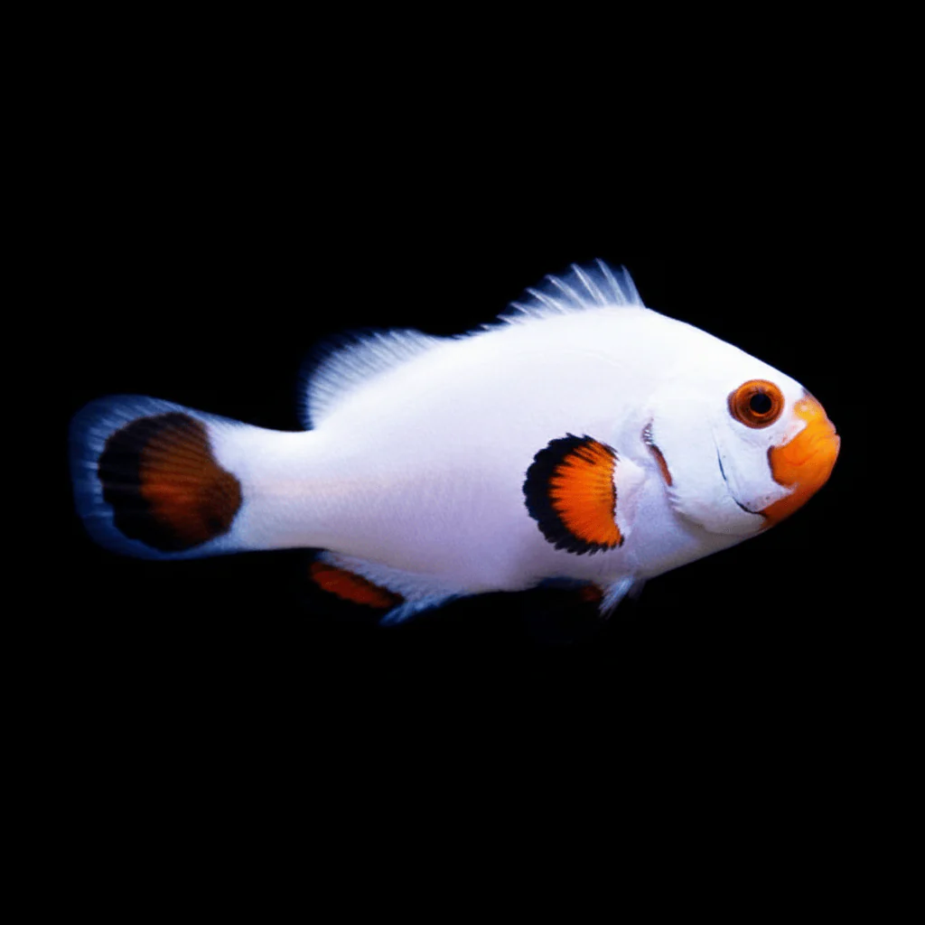 Wyoming White — Designer — captive-bred ocellaris clownfish