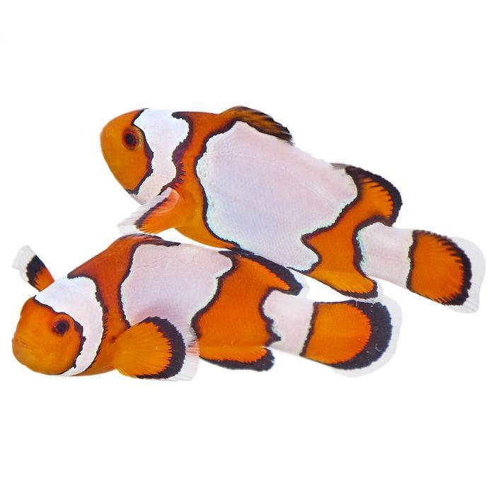 Snowflakes — Snowflake — captive-bred ocellaris clownfish