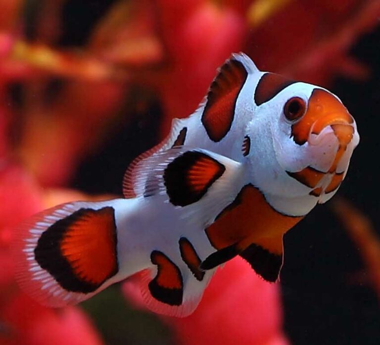 Storms (Black, Mocha, Orange) — Designer — captive-bred ocellaris clownfish